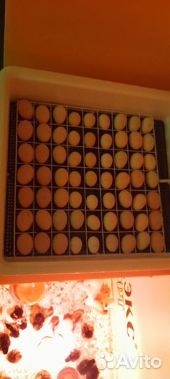 Цыплята мясо яичные