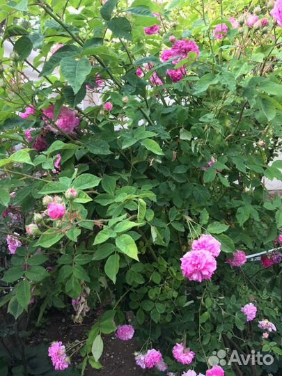 Крымская Чайная роза.Саженцы