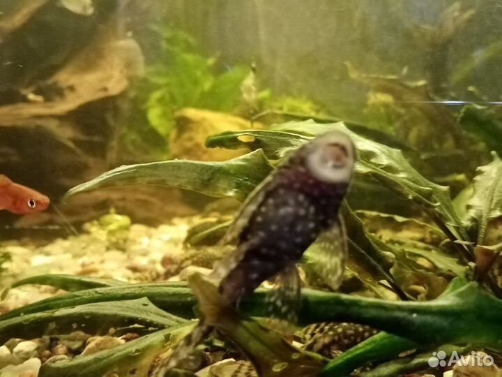 Сомики анцитрусы