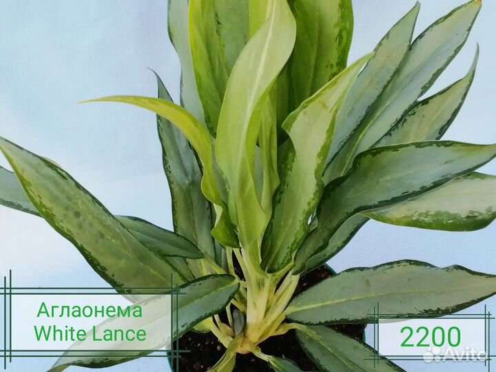 Аглаонема White Lance
