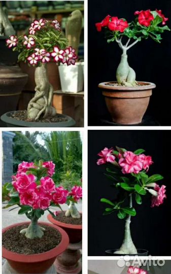 Семена адениума