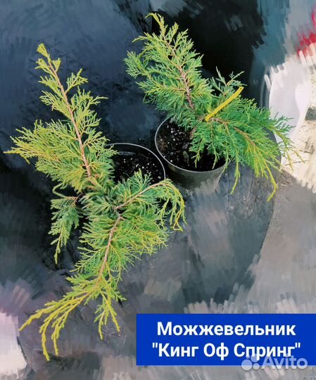 Можжевельник 