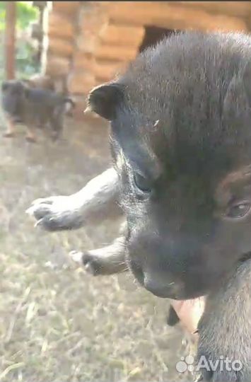 Отдам в добрые руки