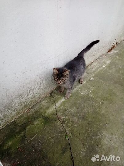Котенок в добрые руки