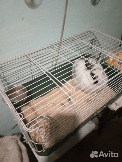 Декоративный кролик