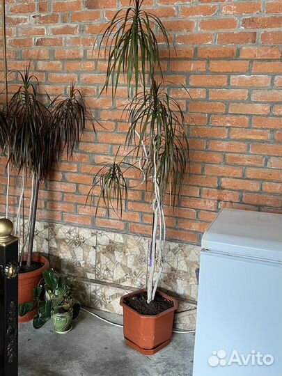 Домашние растения цветы