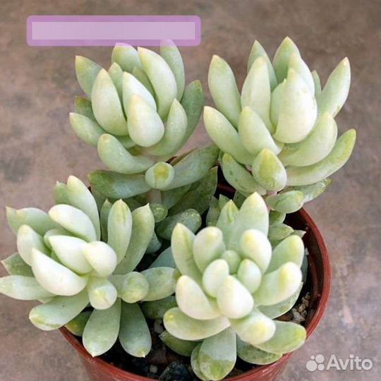 Sedum Morganianum
