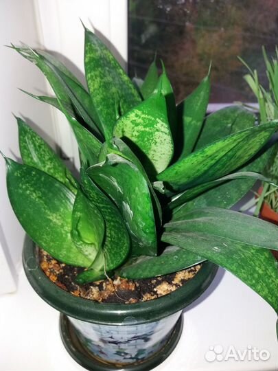 Комнатные растения цветы