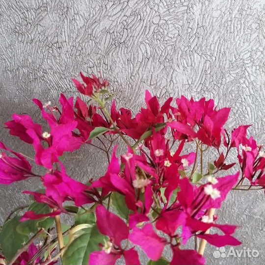 Бугенвиллия