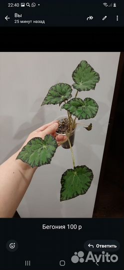 Комнатные цветы