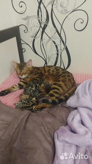 Бенгальская кошка