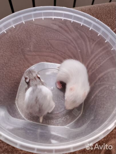 Сирийский хомяк