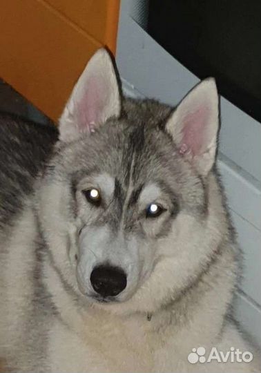 Сибирский хаски