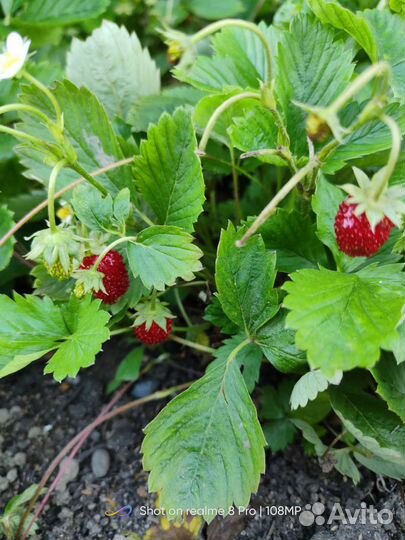 Усы земляники ремонтантной