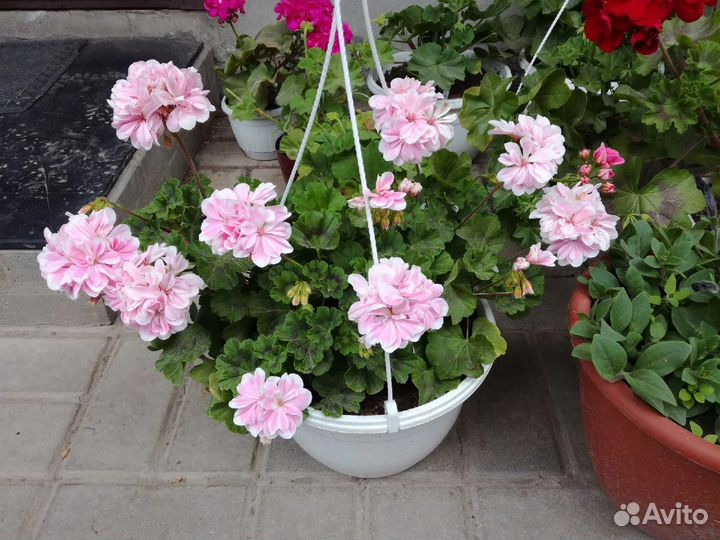 Пеларгония герань Pac Emilia и Saga