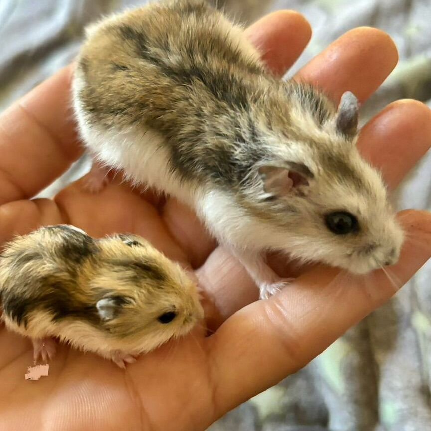 Жалқау секс