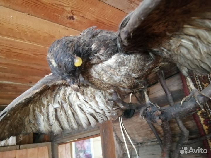 Чучело ястреба