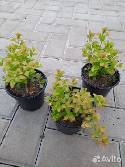 Спирея ниппонская 