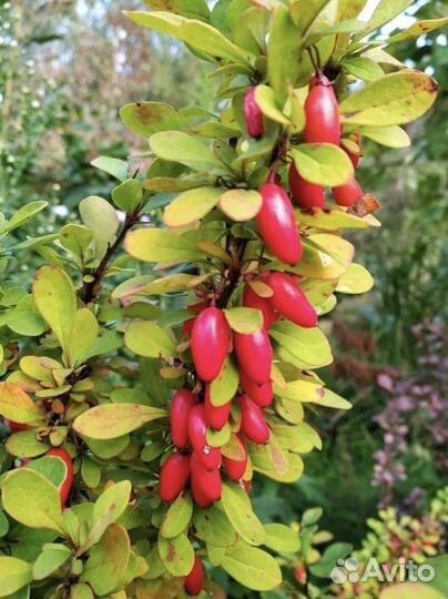 Саженцы барбариса