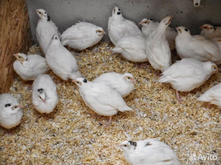 Перепела перепелки суточные
