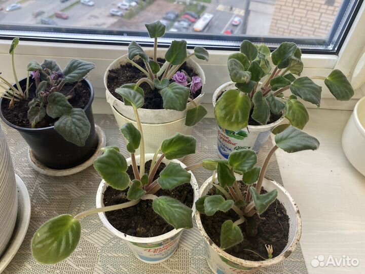 Цветы фиалки