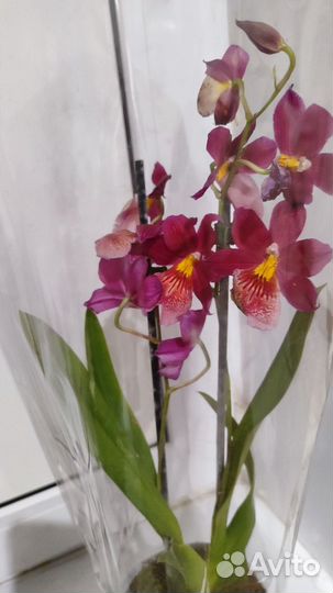Орхидея