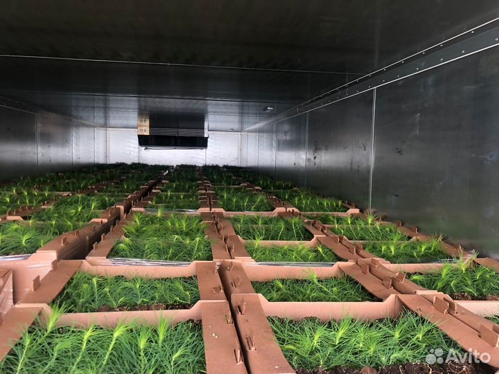 Сеянцы ели зкс в розницу