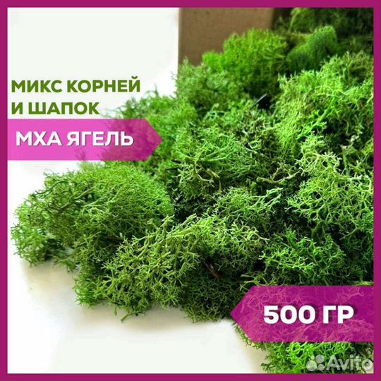 Лента из стабилизированного мха