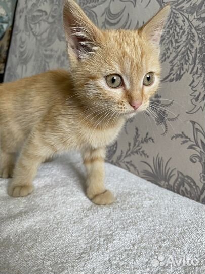 Рыжий котенок в добрые руки