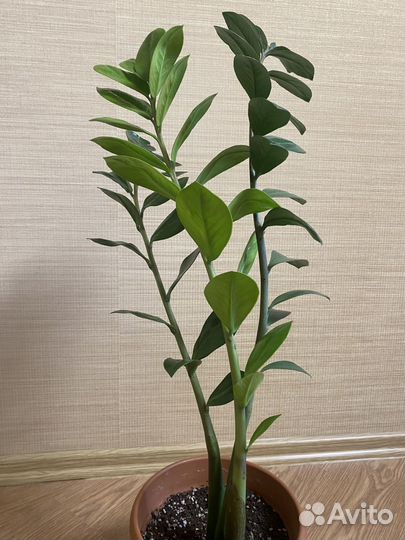 Замиокулькас вариегатный