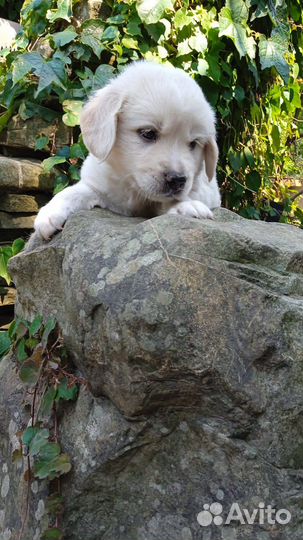 Щенки в добрые руки