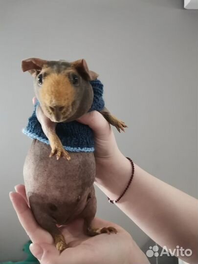 Девочка морская свинка скинни на вязку