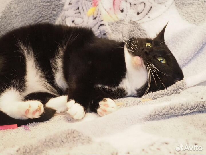 Кот молодой