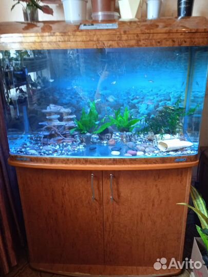 Аквариумы