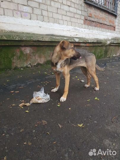Собаки бесплатно в добрые руки щенки