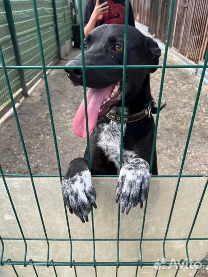 Собака в добрые руки