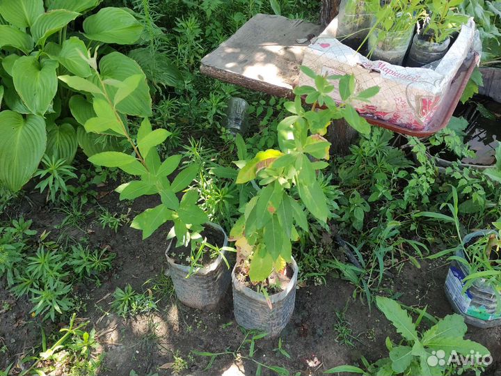 Саженцы верба. Закрытая корневая система