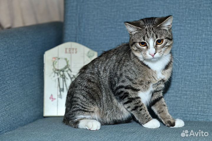 Кошки в добрые руки
