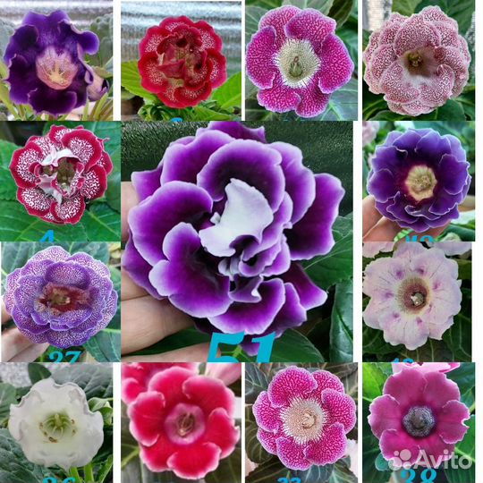 Семена глоксиний смесь семян