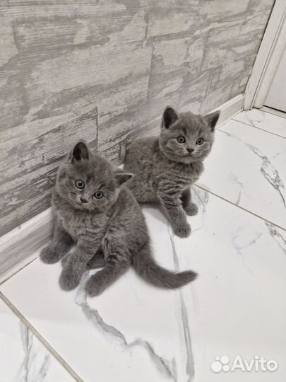 Британские котята
