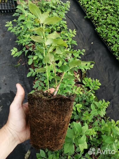 Саженцы голубики