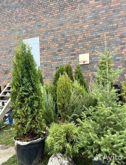 Пихта Нордмана для живой изгороди