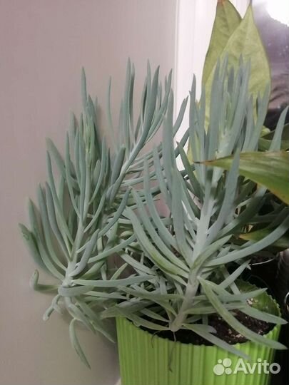 Крассула почвопокровная