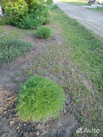 Многолетники