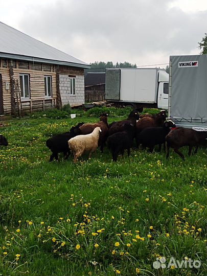 Продам овец и ягнят