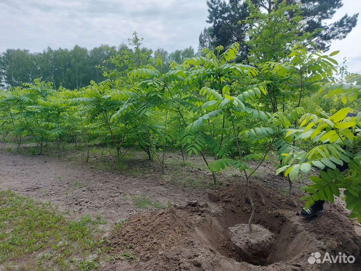 Манчжурский орех