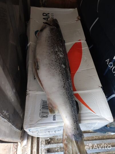 Рыба свежемороженая