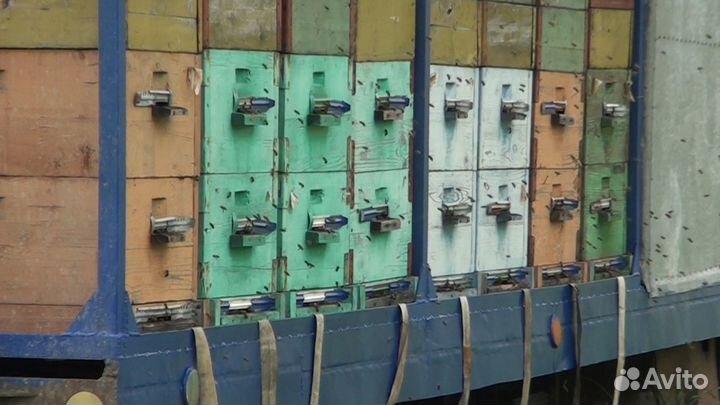 Мёд (розница, опт)