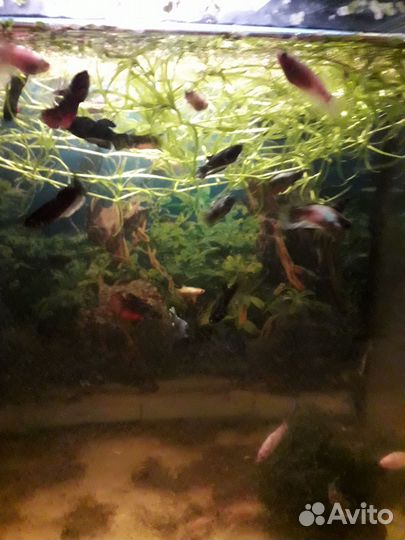 Рыбки петушки