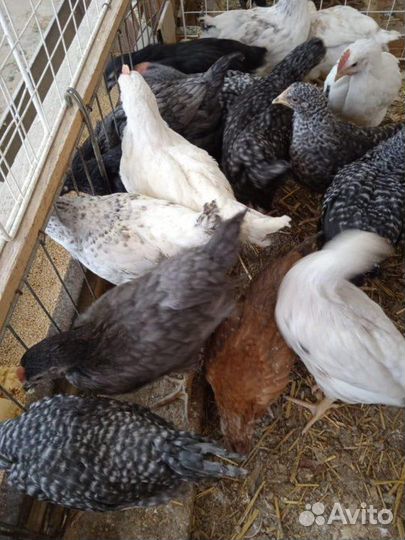 Куры молодки несушки домашние